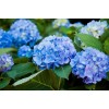 Саженец гортензии крупнолистной Клеопарта Блю (Сleopatra Blue): фото и описание