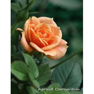 Роза Клементина (Clementine) (спрей)