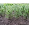 Саженец кедра Сибирский до 20 см: фото и описание