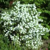 Саженцы Чубушника (жасмина садового) Букет Бланк (Bouquet Blanc) - 5 шт.: фото и описание