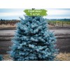 Саженцы Ели колючая Глаука Мэджестик Блу (Glauca Majestic Blue) (Саженцы до 40 см) - 5 шт.: фото и описание