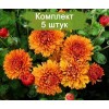 Саженцы среднецветковой хризантемы Каштанка (Оранжевая) - 5 шт.: фото и описание