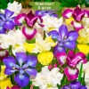 Саженцы ириса Сибирский бридерс микс (Sibirica Breeders Mix) - 5 шт.: фото и описание