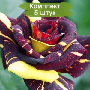 Комплект 5шт / Роза Хокус-Покус (Hokus Pokus)
