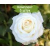 Саженцы чайно-гибридной розы Венделла (Vendela / Vendella) - 5 шт.: фото и описание