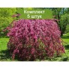 Яблоня плакучая (на штамбе) Роял Бьюти (Royal Beauty) - 5 шт.: фото и описание