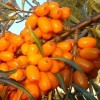 Саженец облепихи Превосходная: фото и описание
