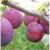 Саженец Сливы Венгерка Пулковская: фото и описание